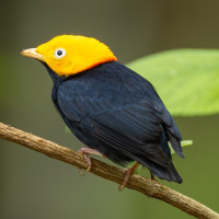 Golden-headed Manakin